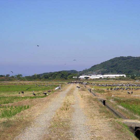 Izumi crane migration grounds