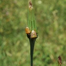 Riserva naturale Bosco dei Rocconi