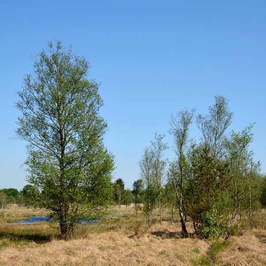 Landschaftliches Hochmoor