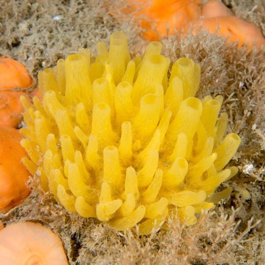 Isles of Scilly Sites - Hanjague to Deep Ledge Marine Conservation Zone