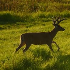 Julia Butler Hansen Refuge for the Columbian White-Tailed Deer