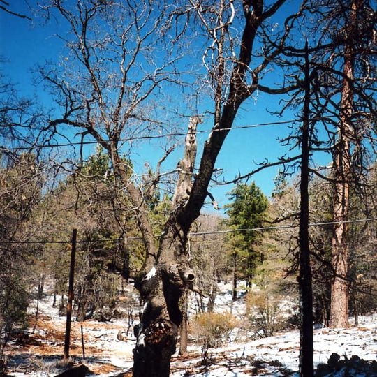 Cleveland National Forest