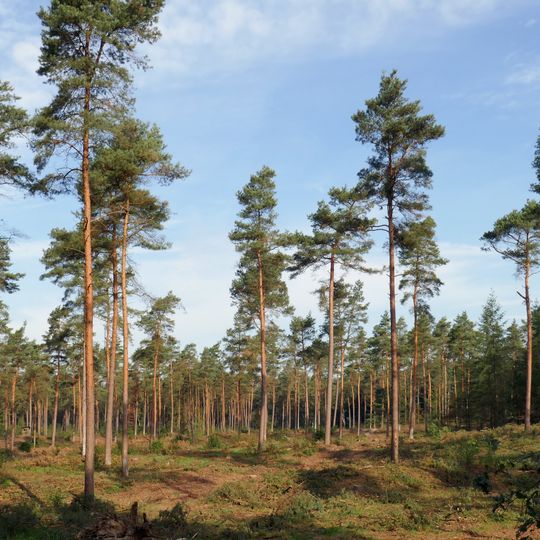 Bookholt, Plietenberger Moor