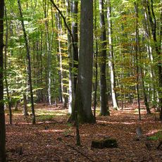 Gramschatzer Wald