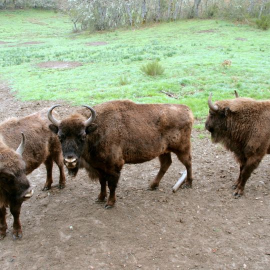 Centro de Interpretación del Bisonte Europeo