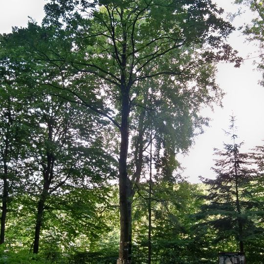 Dąb esperantystów w Sopocie