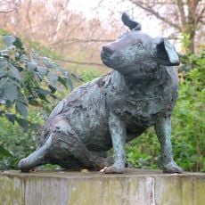 Brown Dog