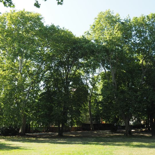 Platane Müggelpark