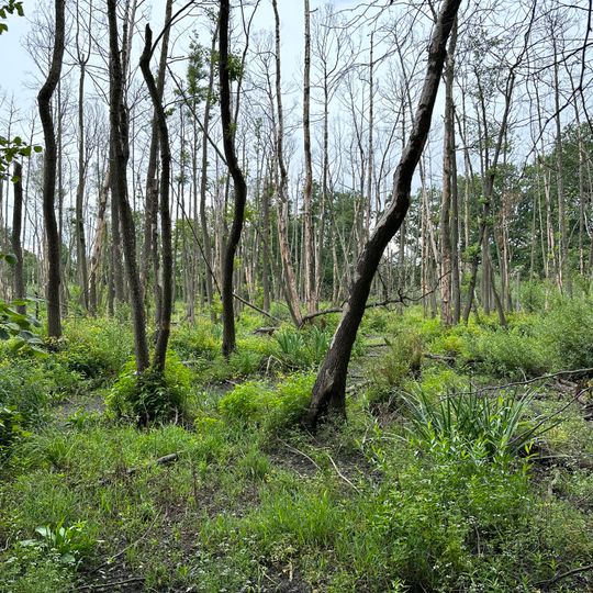 Zeisigbuschbruch Rödern