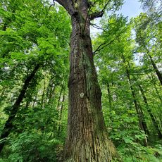 Eiche im Forst Gruna