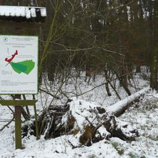 Rezerwat przyrody Goździk Siny w Grzybnie