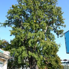 White poplar in the City Park