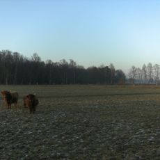 Feuchtwiese Vennheide