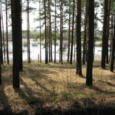 Kudryashovsky Forest