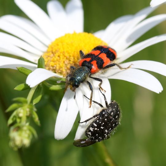 Um den Eichelberg und Mahlberg