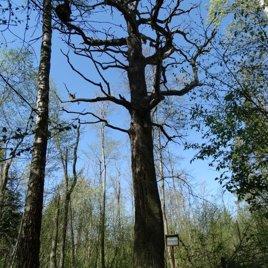 Lančiūnava Oak