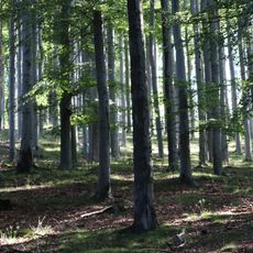 Lužickohorské bučiny