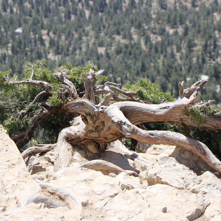 Forêt de genévriers Ziarat
