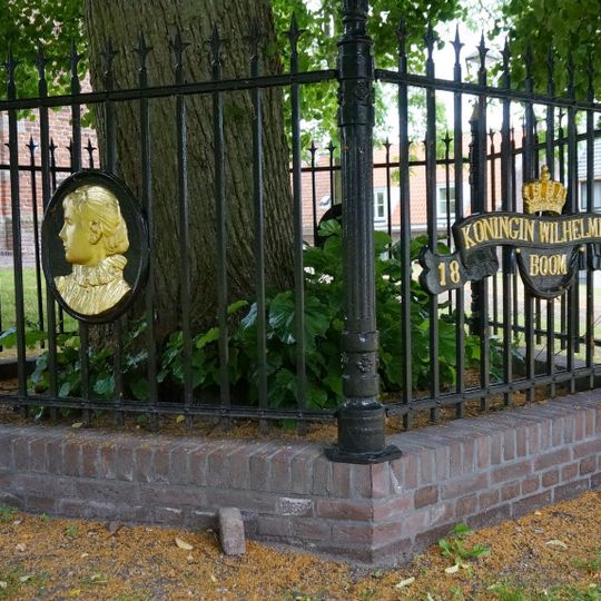 Wilhelminaboom, Amerongen