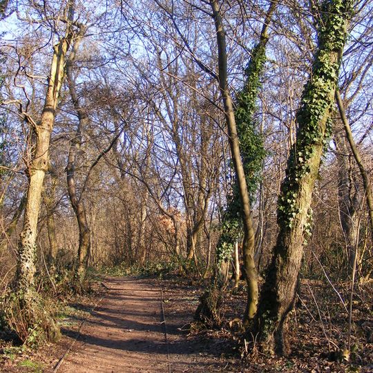 Peascroft Wood