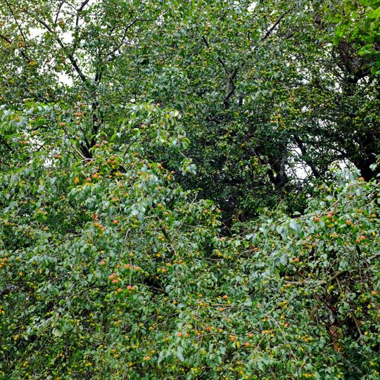 Jabloň u Českého Chloumku