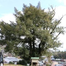 Kagoji no Shibunashigaya