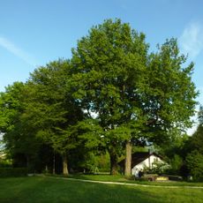 2 Eichen beim Zweieichenturm