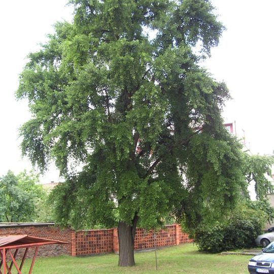 Ginkgo biloba in Lučenec