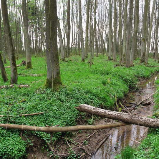 Erlenwald Röte - Strüt