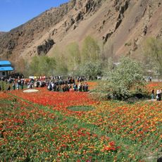 Gachsar Tulip Garden