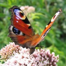Arboreto di Guignicourt-sur-Vence