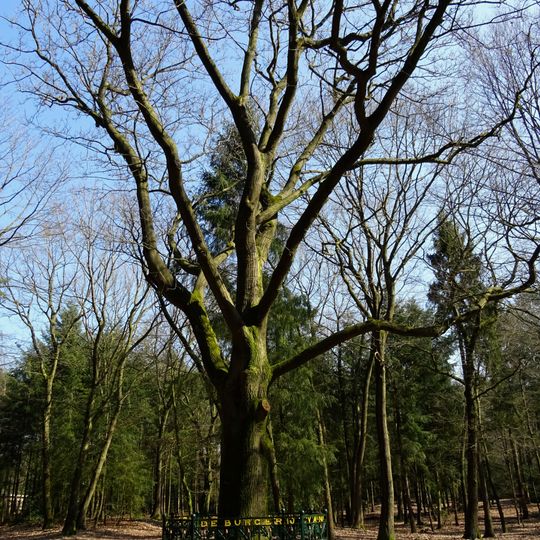 Het Luntersche Buurtbosch: gedenkboom omsloten door hek met vier banken