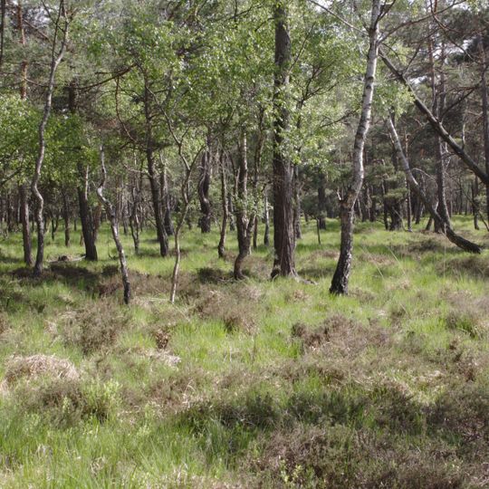 Presseler Heidewald- und Moorgebiet