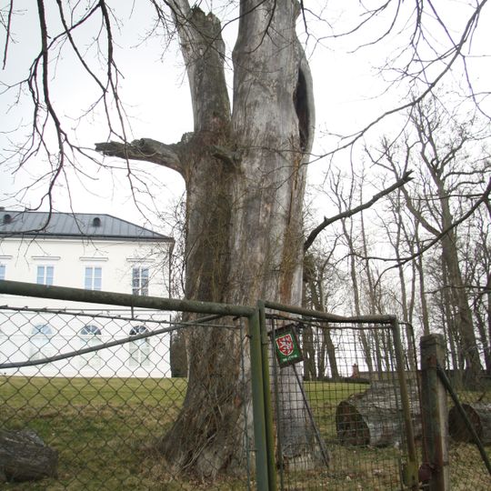 Dub u zámečku Schönwald