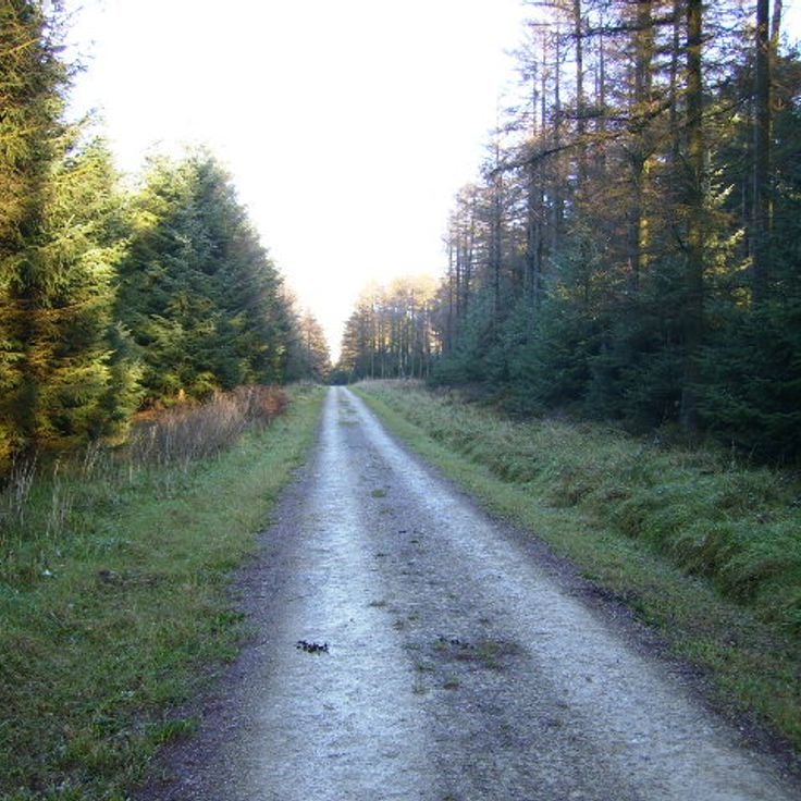 Dalby Forest