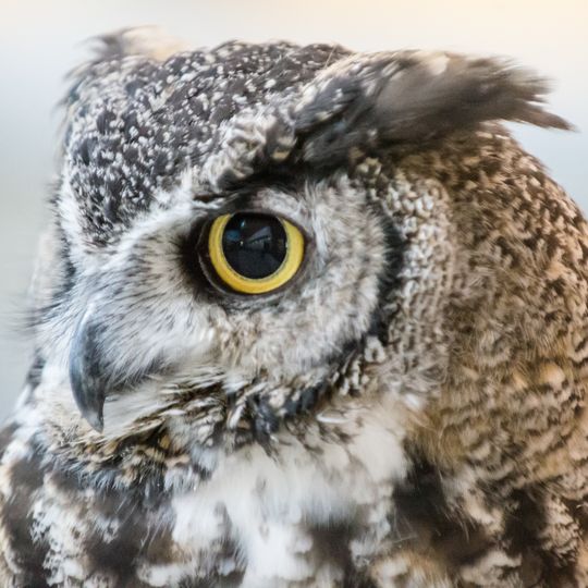 Lindsay Wildlife Experience