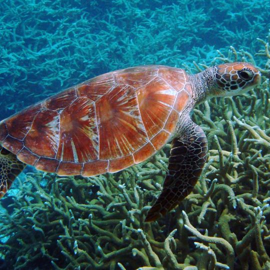 Pacific Remote Islands Marine National Monument