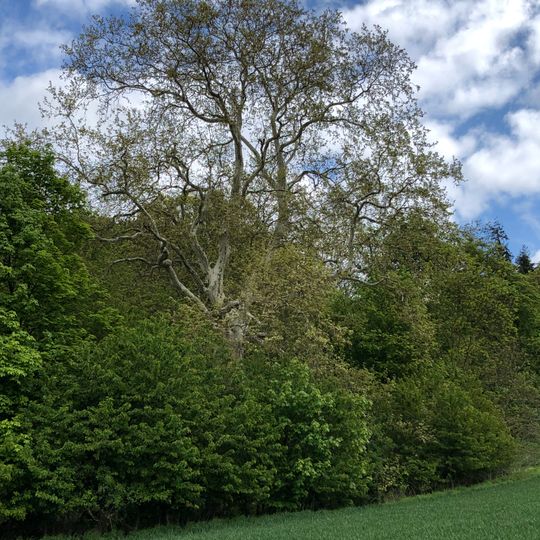 2 Platanen von Falkenberg