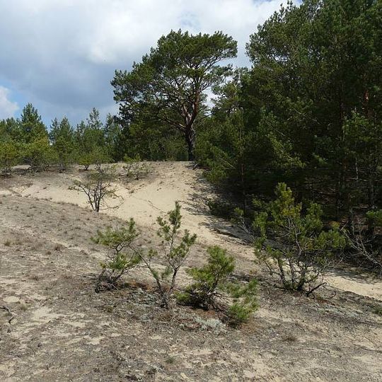 Rezerwat przyrody Mierkowskie Suche Bory