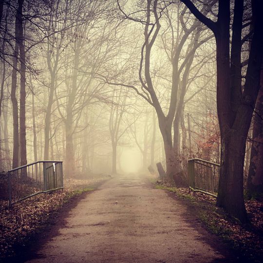 NSG Bruchwald Brandheide