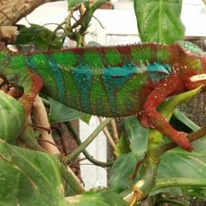 Reptilcenter