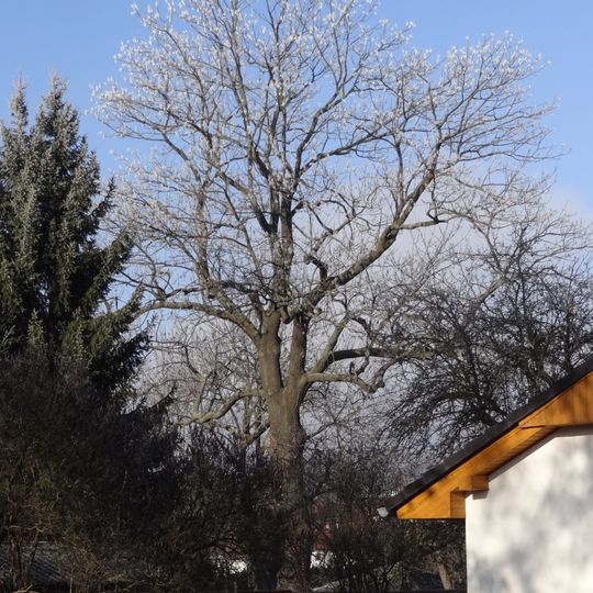 Jasan u Starokolínské