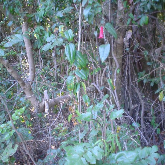 Los Queules National Reserve