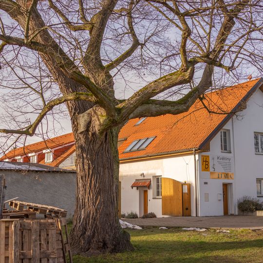 Lípa ve Zlatníkách