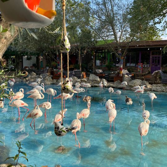 Flamingo Köy