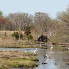 Manahawkin Bottomland Hardwood Forest