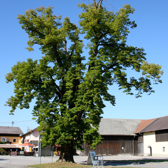 Sommerlinde in Gundertshausen