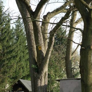 Naturdenkmal  [[Ulmen|Ulme]]-[[Feldulme]] (''Ulmus minor'') Cottbuser Weg Nr. 10 (Baum auf Grundstück) in Saspow