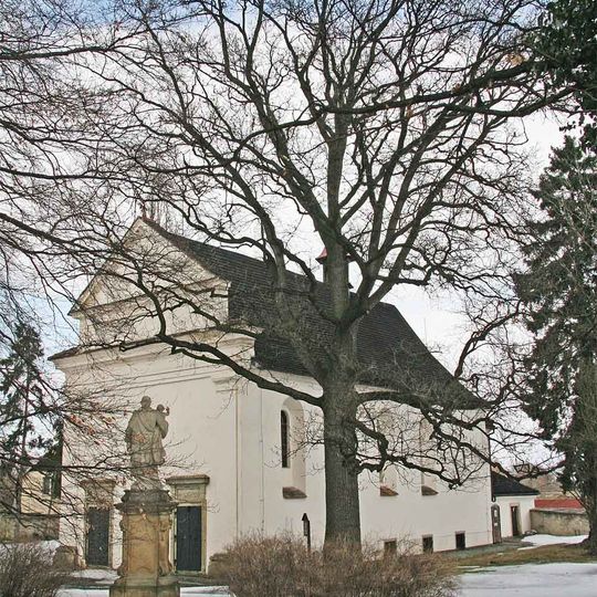 Dub u kostela Panny Marie v Opočně