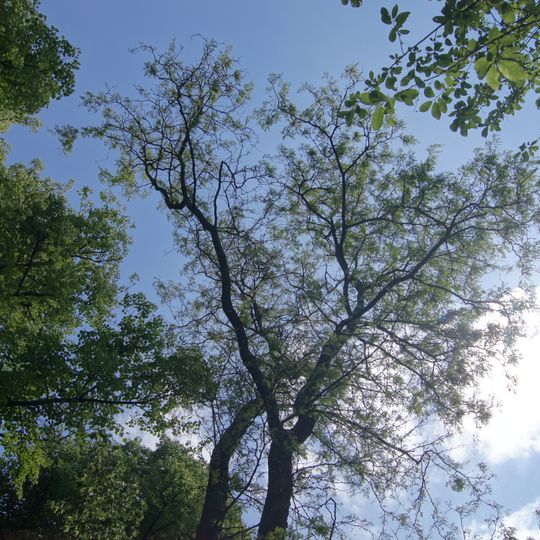 Lederhülsenbaum St. Joseph-Krankenhaus